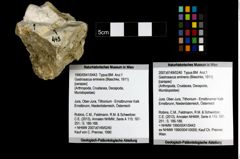 Foto (Objekt + Etiketten) von Gastrosacus eminens (Blaschke, 1911) 